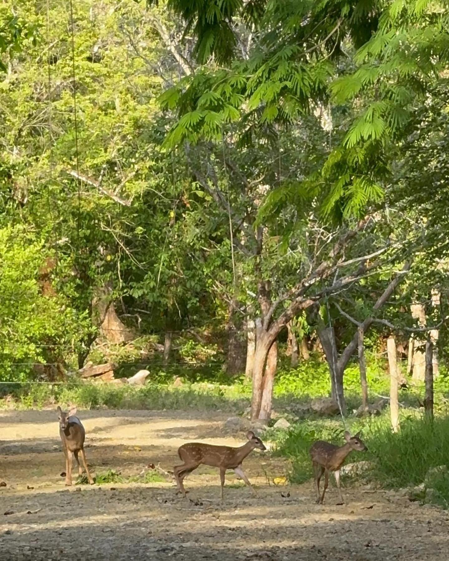 Deer House Cabuya Lejlighed Cabuya  Eksteriør billede